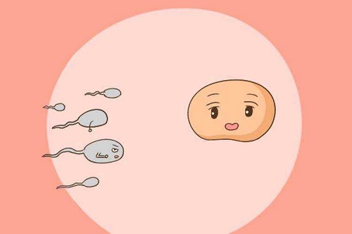 怀化试管婴儿攻略之饮食攻略