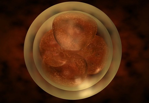 试管婴儿胚胎怎么选择？