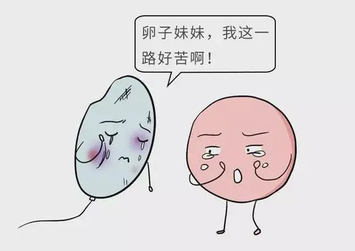 AMH数值低｜去美国做试管婴儿 成功率有多高？