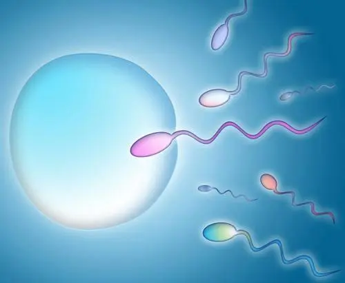 试管婴儿胚胎移植后的征兆明显吗？在移植后有哪些注意事项？